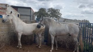 Cria De Caballos De Pura Raza. Fecundación Natural Sin Intervención Humana Cria De Caballos De Pura Raza. Fecundación Natural Sin Intervención Humana