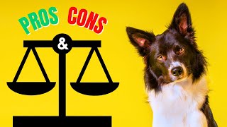 Uncovering the Surprising Pros and Cons of Having a Border Collie!