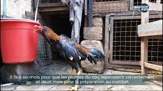 Lavant Et Après Le Combat De Coq