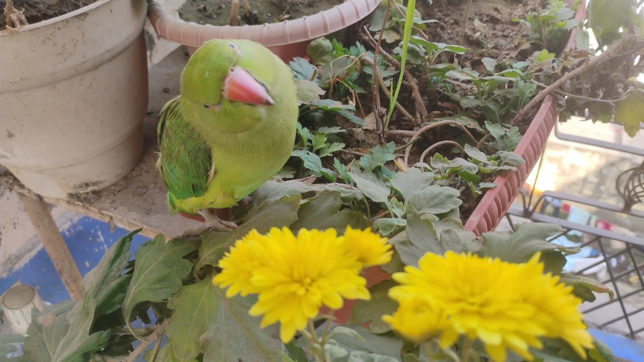 मिट्ठू ने फूल के पेड़पर बैठकर वीडियो बनायाdekhiae mini blog mein