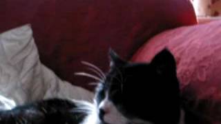 2003-05-24 Cats @ a lazy afternoon by cooluluv 118 views 16 years ago 30 seconds