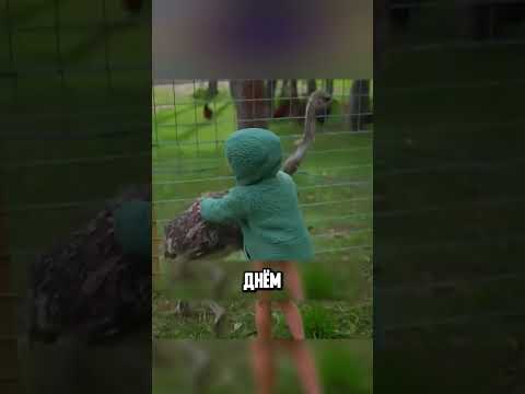 В ОДНОМ ИЗ ЯИЦ БЫЛ ПТЕНЧИК🤔🐔