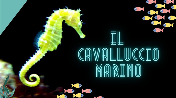CAVALLUCCIO MARINO 🔹 Stranezze e particolarità del cavalluccio marino