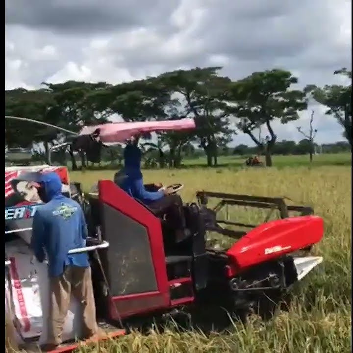 story wa mesin combine info info mase // musim panen padi