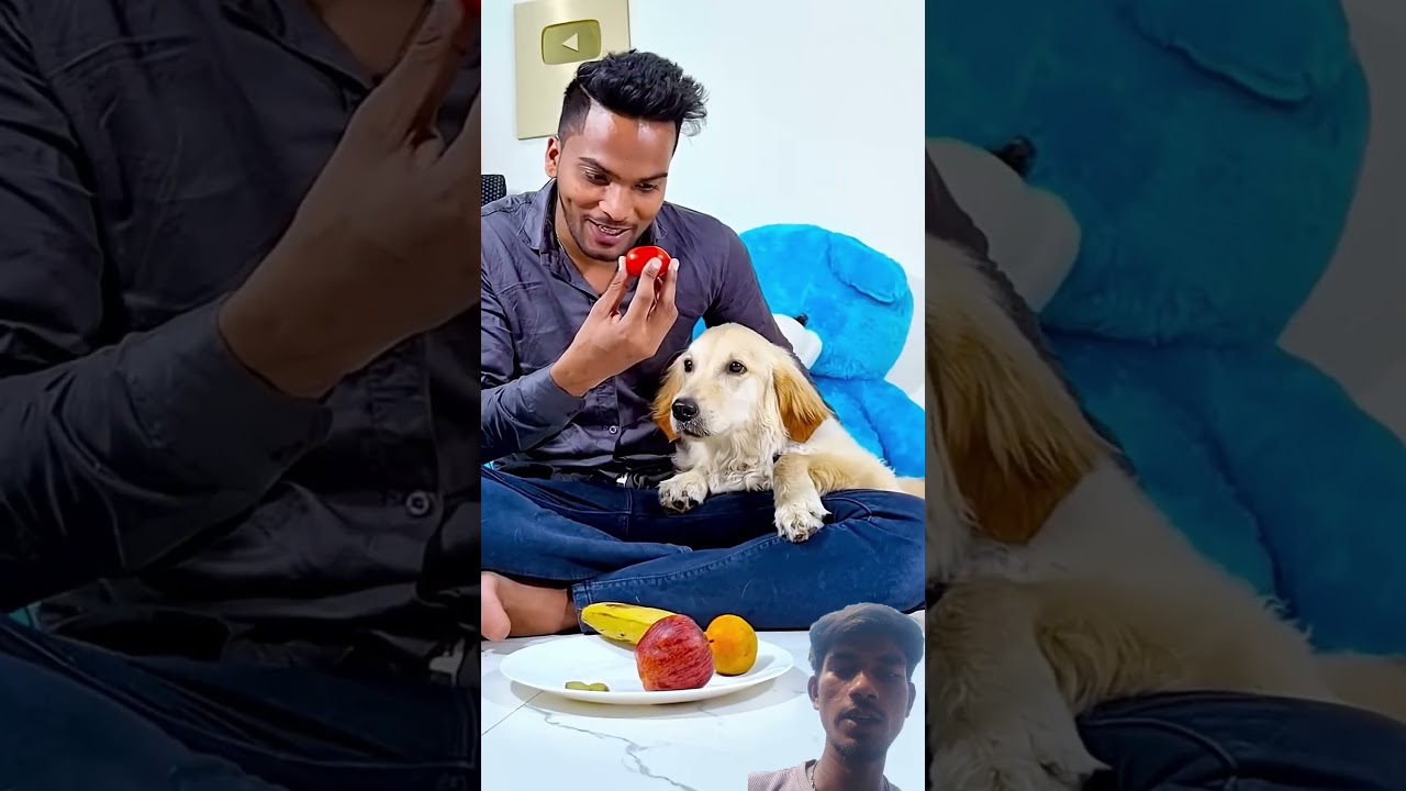 मेरे डॉग को बदबू कहां से आई थी😱 #funnydogs​ #shorts​ #icecream #comedy #tbushcraft #funny #like