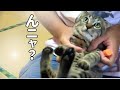 【あれ？！子猫に変化が訪れた！こんなことある？】@taipi 【切り抜き】