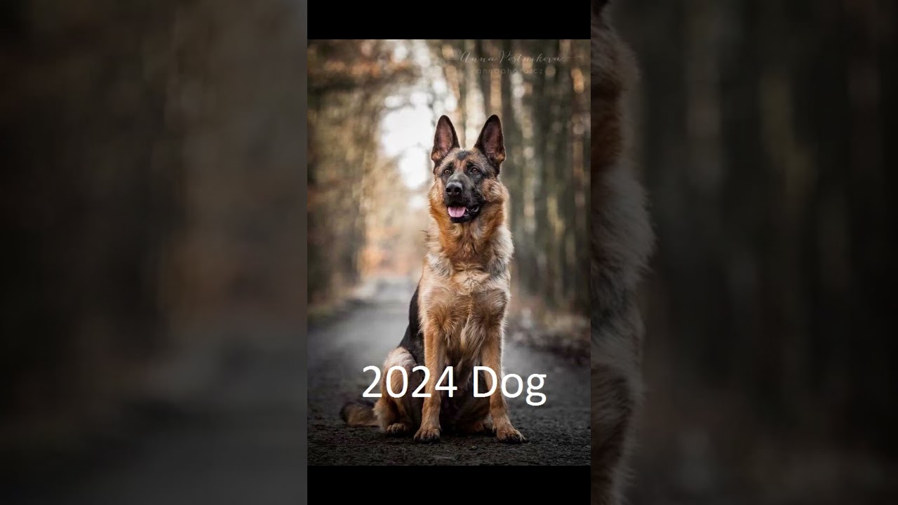 2024 dog and 5000bce dog 