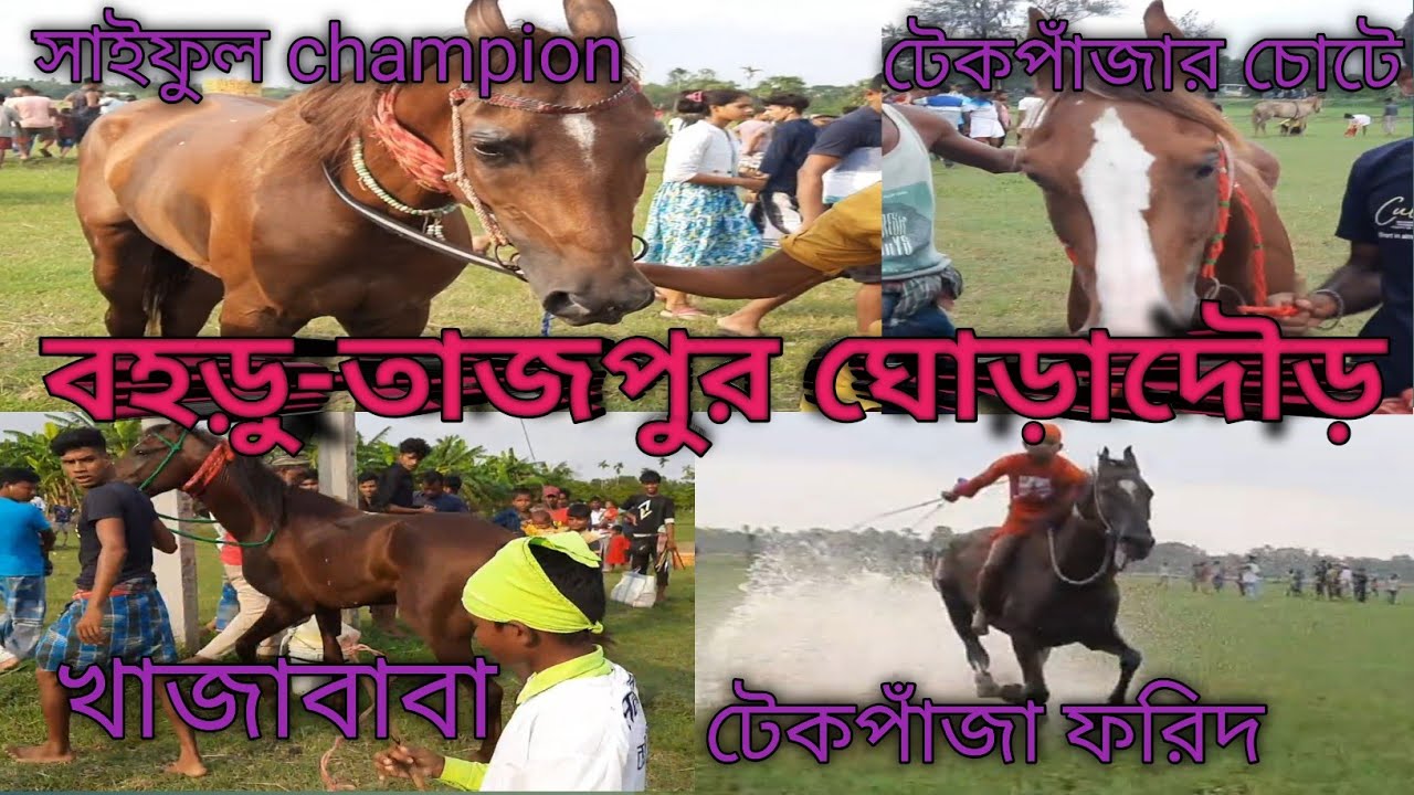 বহড়ু-তাজপুর ঘোড়াদৌড় || সব সেরা ঘোড়া এলো || সাইফুল champion হলো #viral #2024 #horseracing #horse #wb
