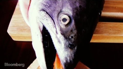 Peak Salmon: You Won