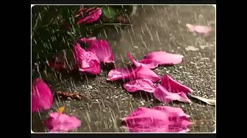 سورة الرحمن بصوت الشبل يوسف كالو