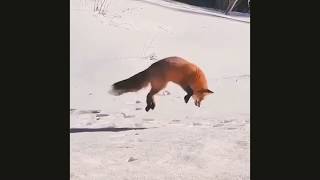 Fox Dives Into Snow