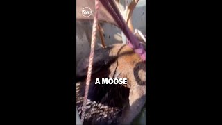 Moose trapped in canal rescued with crane