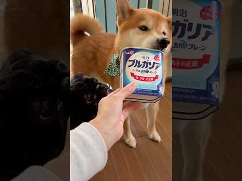 ペロペロ🐶 #dog #ジブリ #柴犬 #パグ #わんこ #doggie #pug #shibadog #pet #hungry #おやつ #フードファイター #愛犬  #short #shiba