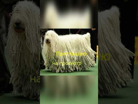 Комондор #породы #собака