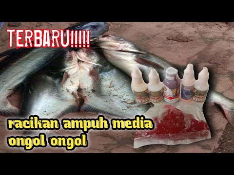 racikan ongol ongol ikan patin paling ampuh di siang hari || ramuan
