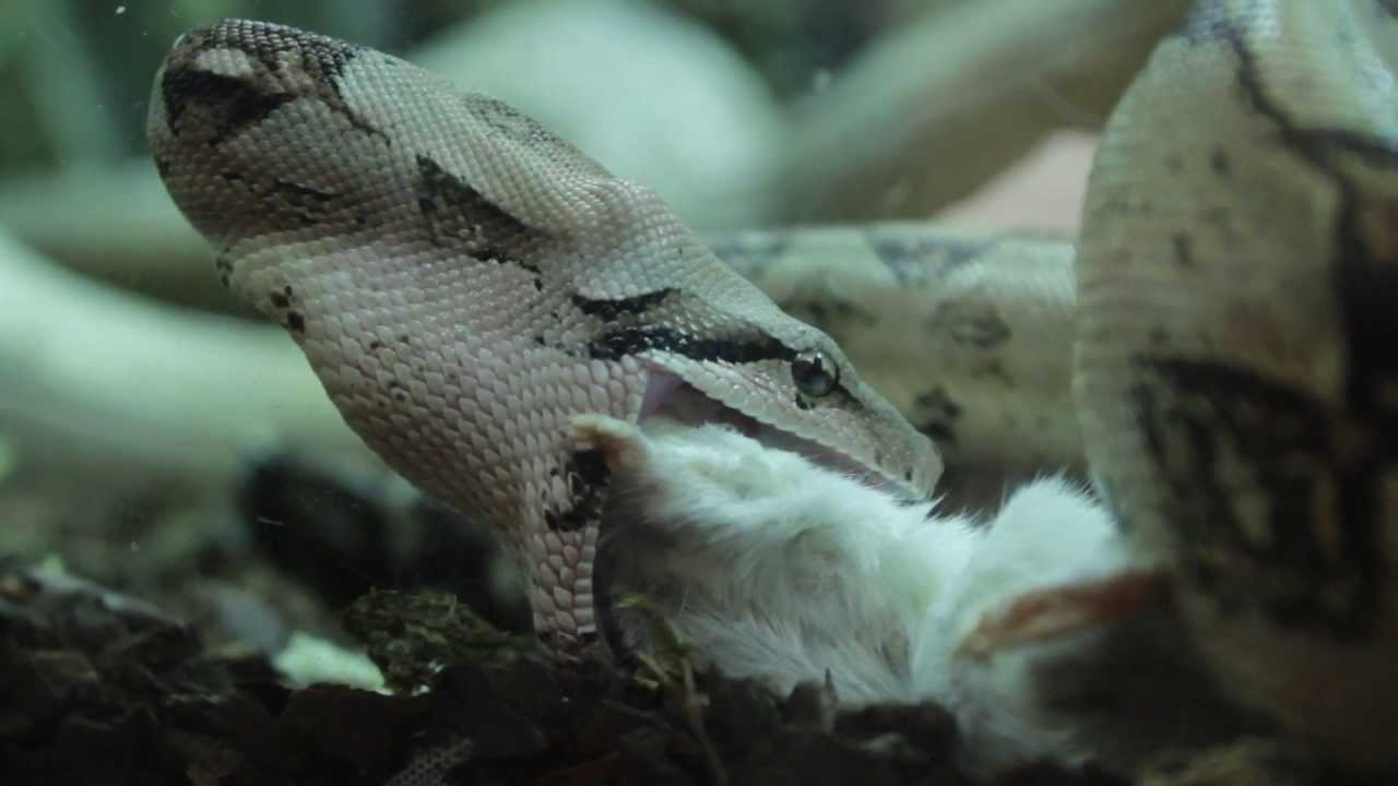 Kolmården Play: Zooskolan