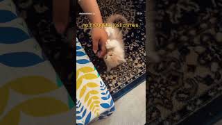#catbehavior #cutecats #kittensofinstagram #petreels #catlove #catmom #furbaby