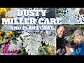 ?? Dusty Miller Care and Plant Chat - SGD 233 ??