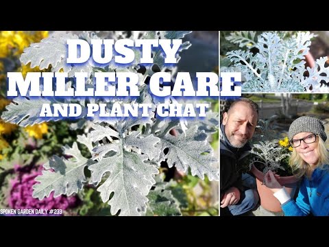 วีดีโอ: Dusty Miller Plant: เคล็ดลับในการดูแล Dusty Miller