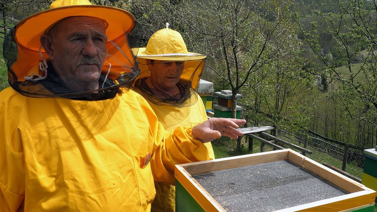 Pčele su naša druga penzija