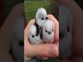 burung bulet aseli hokkaido, dengan struktur sosialnya yang menarik...#short #cerita #hewan