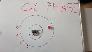 Cell Division By Vincent Julia And Kenny
