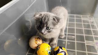 Paw The Scottish Fold Becomes A Footballer (Funny Kitten Video) by Kitten Show 165 views 3 years ago 2 minutes, 39 seconds