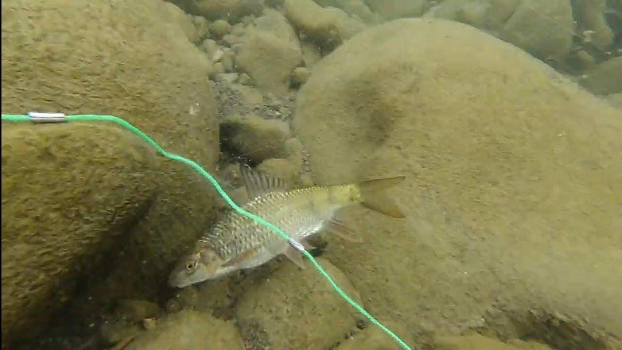 menjaring ikan masher di sungai jernih dan berarus deras