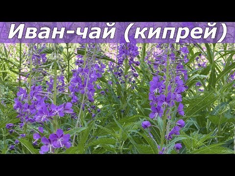 Иван-чай, кипрей, копорский чай - где растет, как выглядит и  чем полезен?