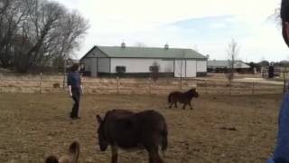 Mini Horse Running