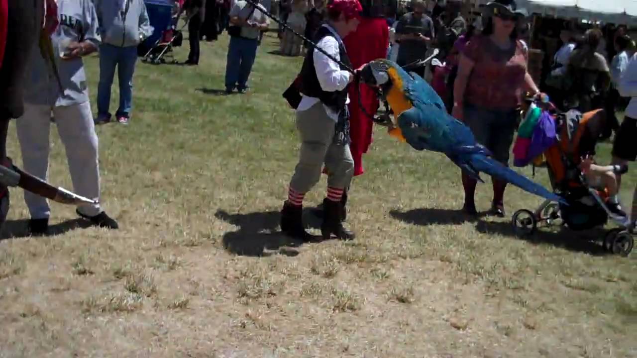 Parrot Guy at the 2010 NorCal Pirate Festival