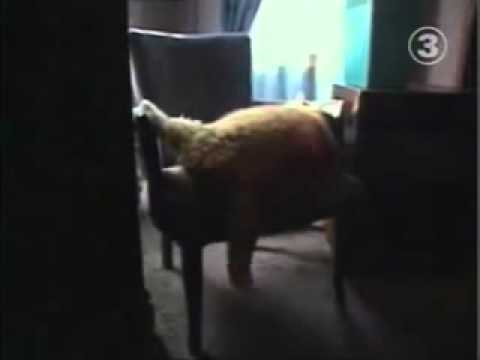 Самый большой кот в Мире книге рекордов Гинесса 2007