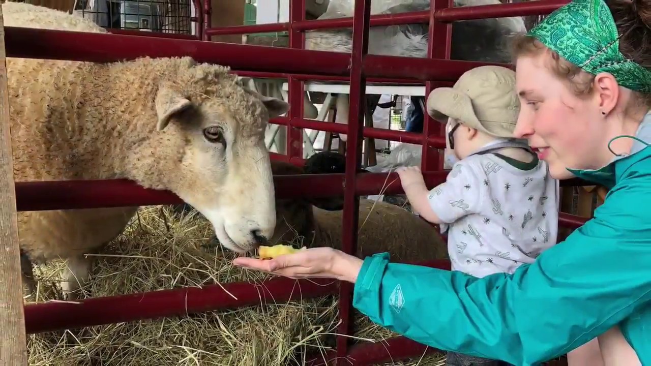 2018 Kentucky Sheep and Fiber Festival YouTube