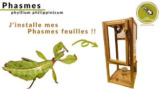 Jinstalle Mes Phasmes Feuilles