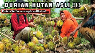 Hunting a Hundred a Jungle Durian After Storm