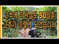 고추에 미원살포 50일후 고추가 이렇게 되었습니다