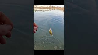He Came Back #fishing #fun