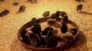 مميزات وعيوب سلالة فراخ الجميزة | تربية الدجاج في المنزل