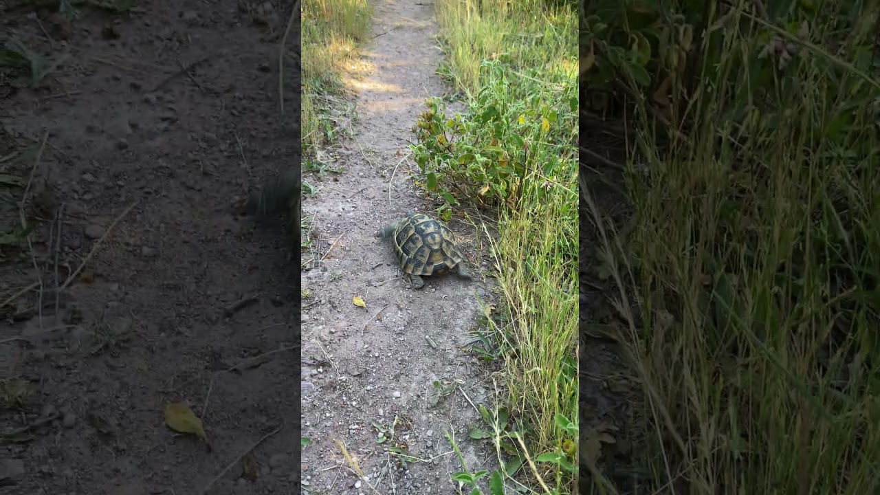 Who said turtles are slow? 🐢 From hiking🌿🍃 