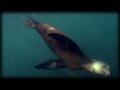 Sea Lions 01 Narration