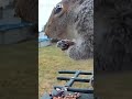 Squirrel Caught Raiding the Bird Feeder! 🐿️🌻 #shorts