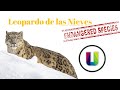 Leopardo de las Nieves (En peligro de extinción)