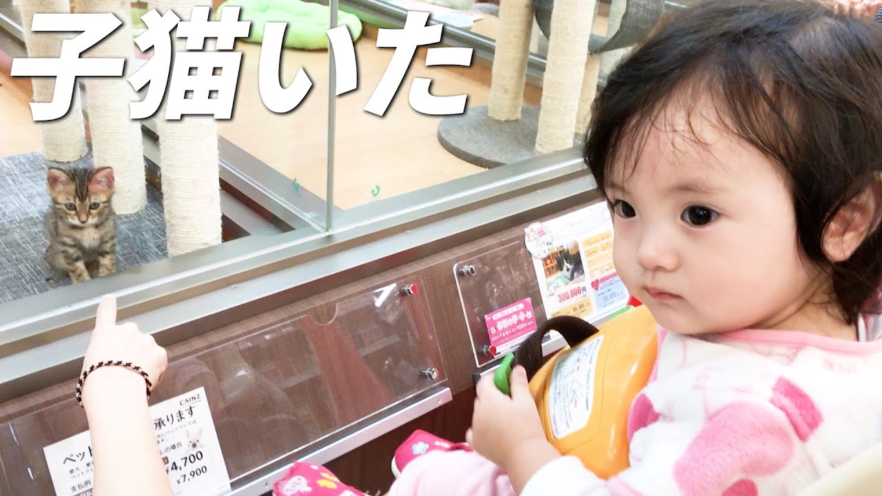 ベンガルの子猫を見ていたら人間の子供に遭遇して固まってしまった1歳娘
