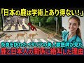 【海外の反応】「日本の鹿に心を奪われた…」イタリア人獣医が奈良で流した涙の理由とは?【日本称賛】