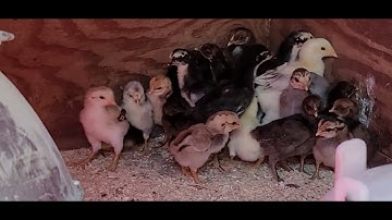 MUS SAIB ME NYUAM QAIB EJ QAIB THAIB NAWB 5/3/2023