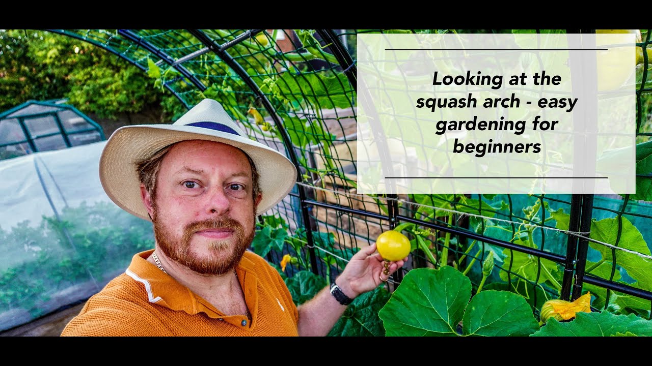 Looking at the squash arch   easy gardening for beginners