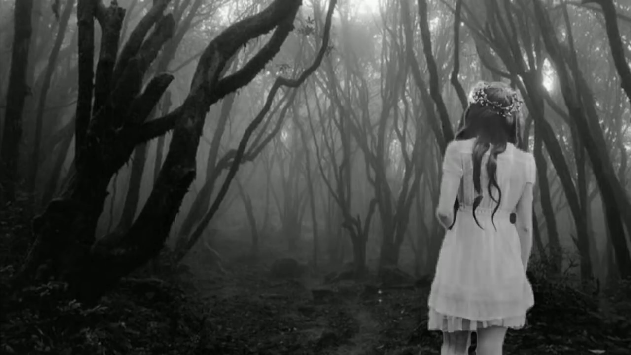 hoia baciu wald hoia baciu wald