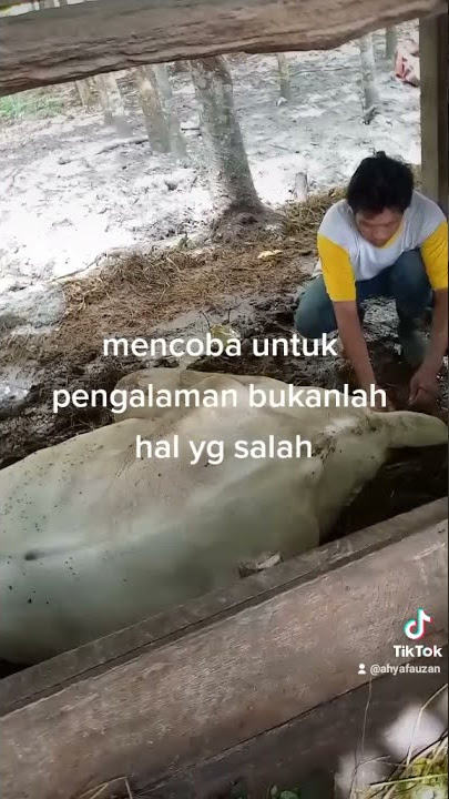 Fauzan bantu sapi melahirkan