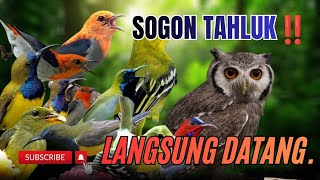 Suara Pikat Burung Sogon Kombinasi Trucukan Terancam, Prenjak Stater Paling Ampuh.