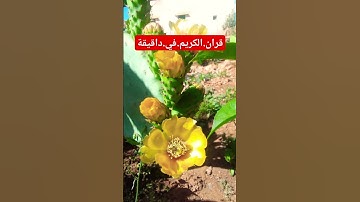 سورة.البقرة.خالد.الجليل #quran #المصحف #راحة_نفسية #لايك #دويتو #اكسبلور  احترم.القران.دقيقة #م